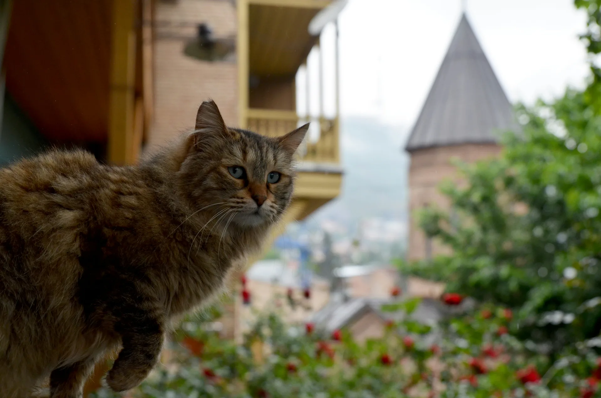 A tabby cat perched on a balcony railing with traditional Tbilisi architecture in the background